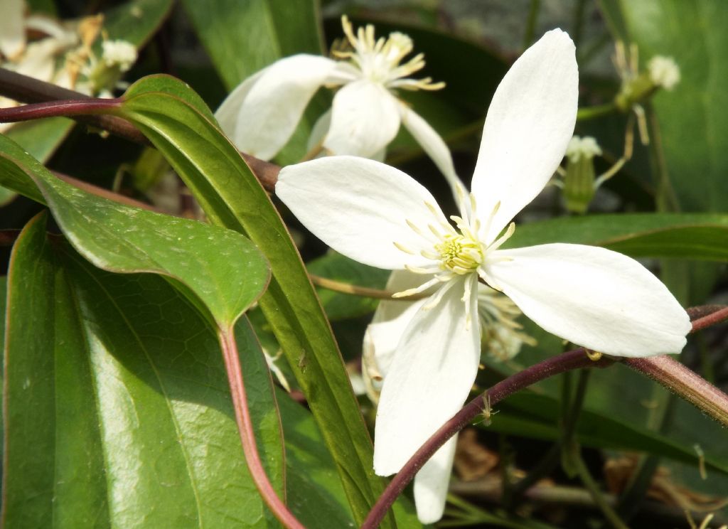 Clematis armandii  (Ranunculaceae)